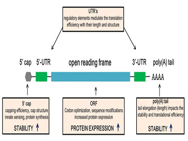 k8凯发官网加帽试剂相关发明专利获得国家知识产权局受理