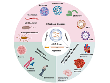 【转发动脉网报道】自研“mRNA加帽核苷酸原料”，k8凯发官网医药突破mRNA上游原料瓶颈